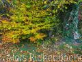 2017_10_21_135207-