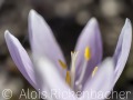 2025-03-20-012-Lichtblume-
