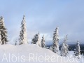2020_01_12_008-