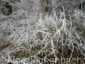 2026-01-23-006-Laowa-